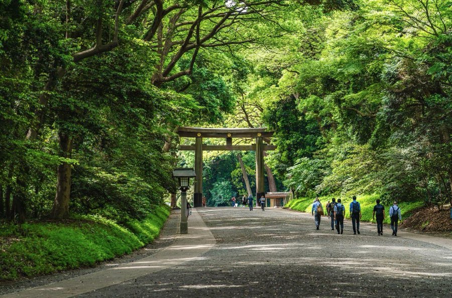 明治神宮の鳥居へと続く緑豊かな参道